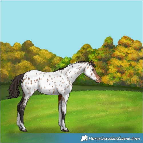 Horse Color:Bay Dun Tobiano Appaloosa 