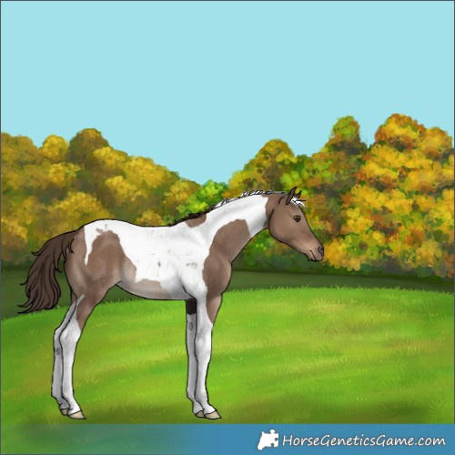 Horse Color:Liver Red Dun Tobiano Rabicano 