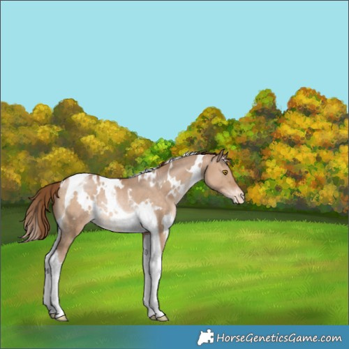 Horse Color:White Spotted Bay Pearl Dun Tobiano Appaloosa Rabicano 