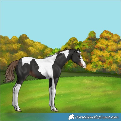 Horse Color:Liver Chestnut Tobiano