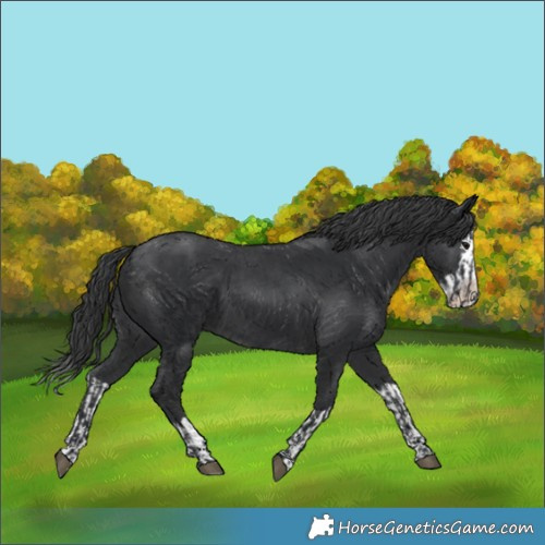 Horse Color:Black  and Black Splash 