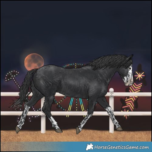 Horse Color:Black  and Black Splash 