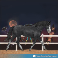Horse Color:Black  and Black Splash 