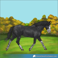Horse Color:Black and Black Splash