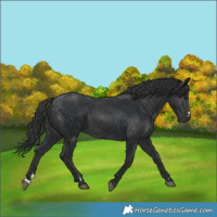 Horse Color:Black  and Black 