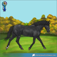 Horse Color:Black  and Black 