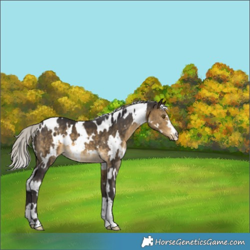 Horse Color:White Spotted Silver Buckskin