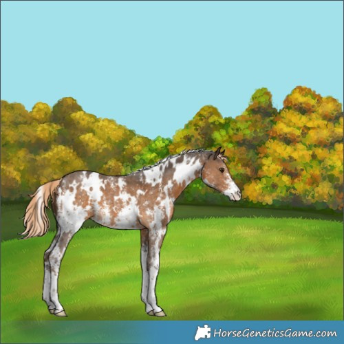 Horse Color:White Spotted Chocolate Palomino Sabino