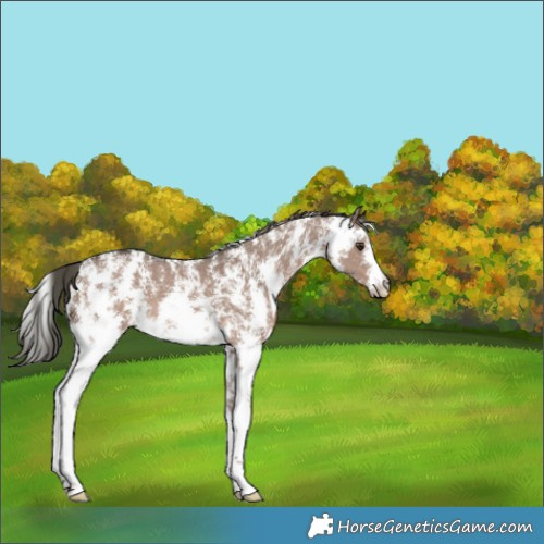 Horse Color:Liver Red Dun Mushroom Sabino 