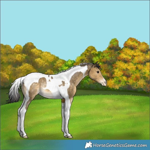 Horse Color:Buckskin Dun Tobiano Varnish Rabicano