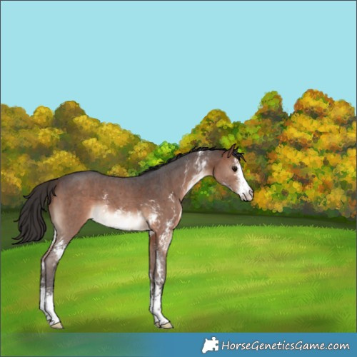 Horse Color:Bay Sabino 