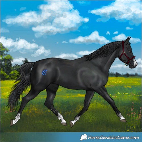 Horse Color:Black 