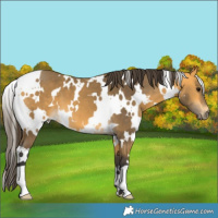 Horse Color:White Spotted Buckskin 