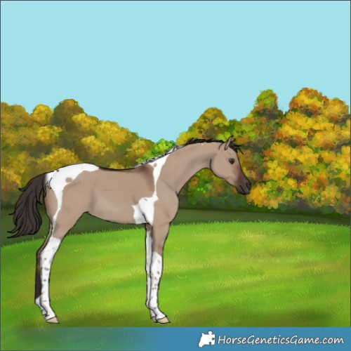 Horse Color:Liver Red Dun Tobiano