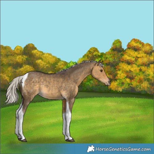 Horse Color:Silver Buckskin Dun Tobiano Rabicano 