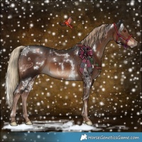 Horse Color:White Spotted Liver Chestnut 