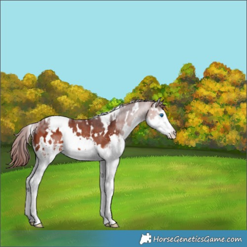 Horse Color:White Spotted Chocolate Brown Splash Appaloosa