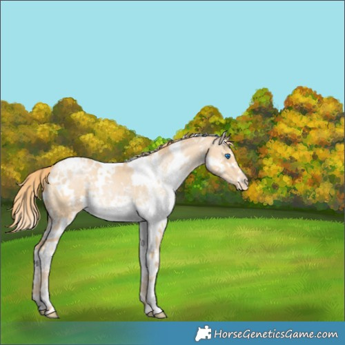 Horse Color:White Spotted Chocolate Buckskin Pearl Splash Appaloosa 