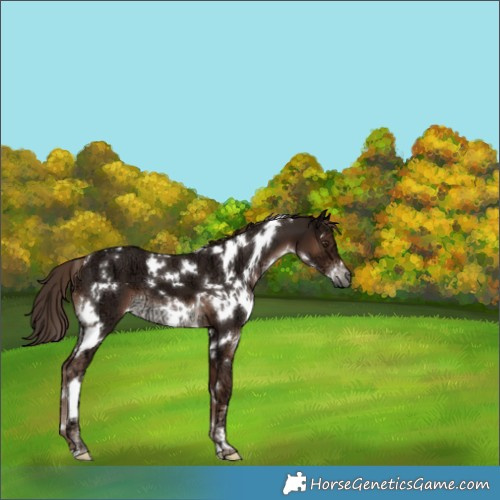 Horse Color:White Spotted Liver Chestnut Ice