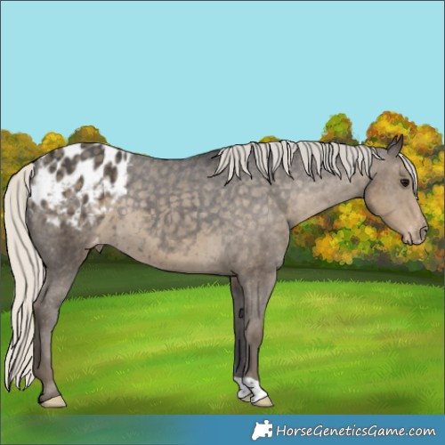 Horse Color:Silver Smoky Black Varnish 
