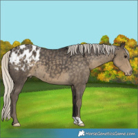 Horse Color:Silver Smoky Black Appaloosa 