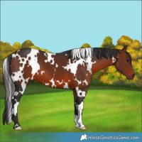 Horse Color:White Spotted Bay 