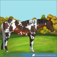 Horse Color:White Spotted Bay 