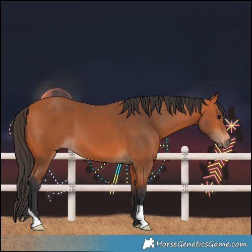 Horse Color:Bay 