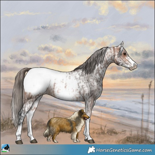Horse Color:White Spotted Bay Frame Appaloosa Rabicano  and White Spotted Bay Frame Appaloosa Rabicano 