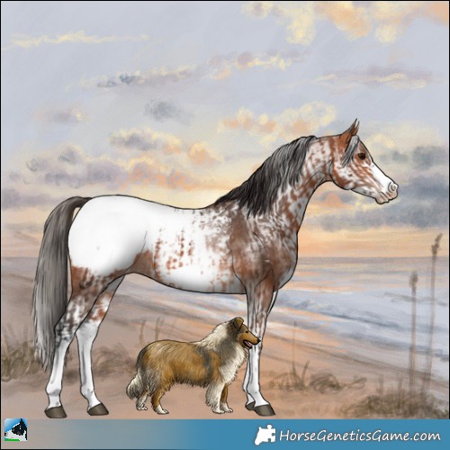 Horse Color:White Spotted Bay Frame Appaloosa Rabicano  and White Spotted Bay Frame Appaloosa Rabicano 