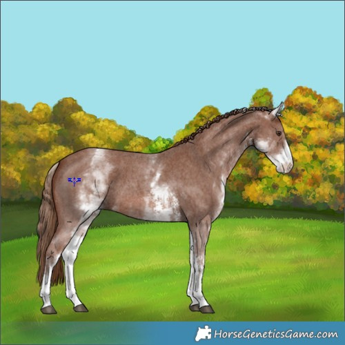 Horse Color:White Spotted Chestnut Sabino 