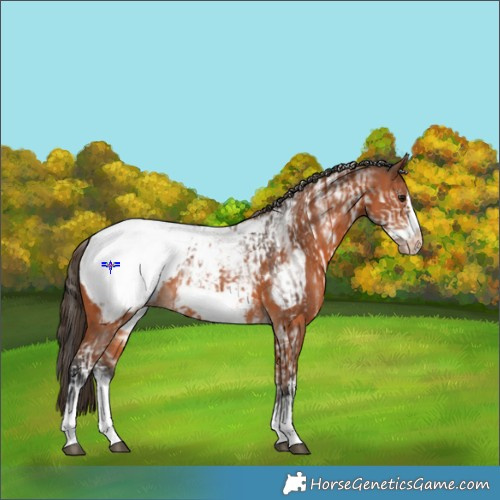 Horse Color:Powder White Bay Frame Appaloosa Rabicano  and Powder White Bay Frame Appaloosa Rabicano 
