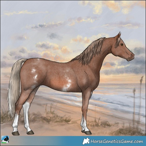 Horse Color:White Spotted Chestnut Sabino