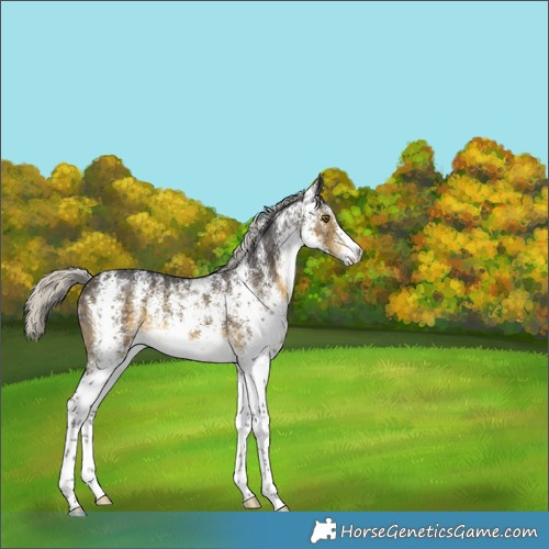 Horse Color:White Spotted Silver Buckskin 