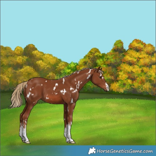 Horse Color:White Spotted Chestnut 