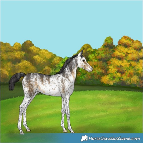 Horse Color:White Spotted Buckskin 