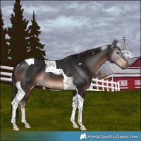Horse Color:Liver Chestnut Tobiano Rabicano 