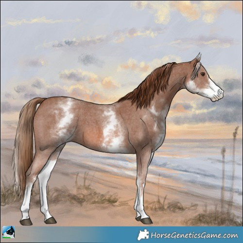Horse Color:White Spotted Chestnut Sabino 