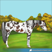 Horse Color:White Spotted Brown Sabino Appaloosa