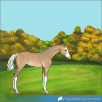 Horse Color:Silver Buckskin Dun Splash Rabicano 