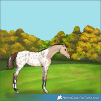 Horse Color:White Spotted Bay Dun Appaloosa 
