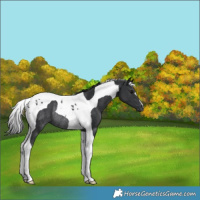 Horse Color:Black Tobiano Rabicano 