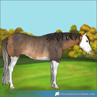 Horse Color:Buckskin Splash Rabicano 