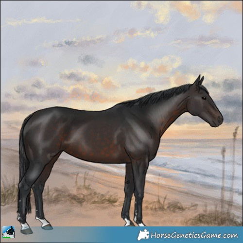 Horse Color:Brown 