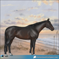 Horse Color:Brown 