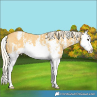 Horse Color:Palomino Sabino Splash Varnish