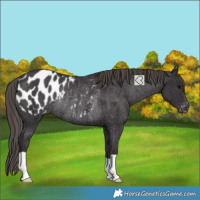 Horse Color:Smoky Black Appaloosa Rabicano 