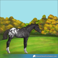 Horse Color:Smoky Black Appaloosa Rabicano 