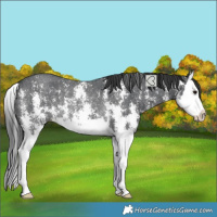 Horse Color:Black Sabino Splash Rabicano 