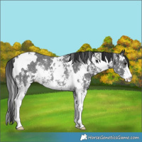 Horse Color:White Spotted Black Sabino Rabicano